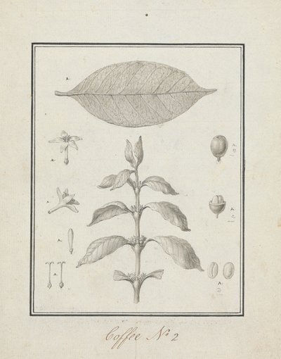 Coffea arabica L. (Arabica Koffie): afgewerkte tekening van bladrijke scheut, met details van bloemen, blad en vruchten door Luigi Balugani
