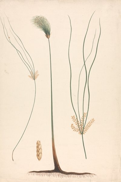 Cyperus papyrus L. (Papyrusriet): afgewerkte tekening van stoom en bloeiend hoofd, met details van bloeiwijze links en rechts door Luigi Balugani