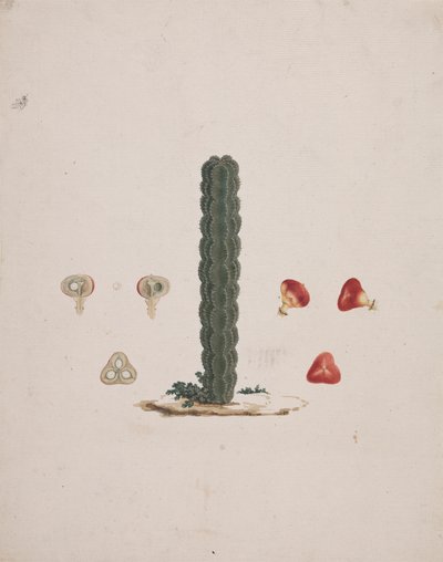 Euphorbia abyssinica J.F. Gmel. (Ethiopische boomwolfsmelk): afgewerkte tekening van enkele stam, met details van hele en ontlede vruchten door Luigi Balugani
