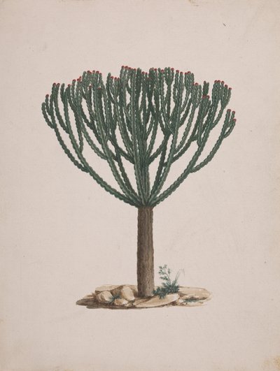 Euphorbia abyssinica J.F. Gmel. (Ethiopische boomwolfsmelk): afgewerkte tekening van de boom door Luigi Balugani