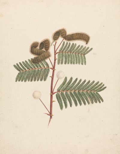 Mimosa pigra (L.): Voltooide Tekening door Luigi Balugani