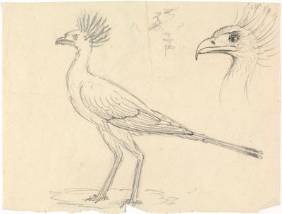 Secretarisvogel door Luigi Balugani