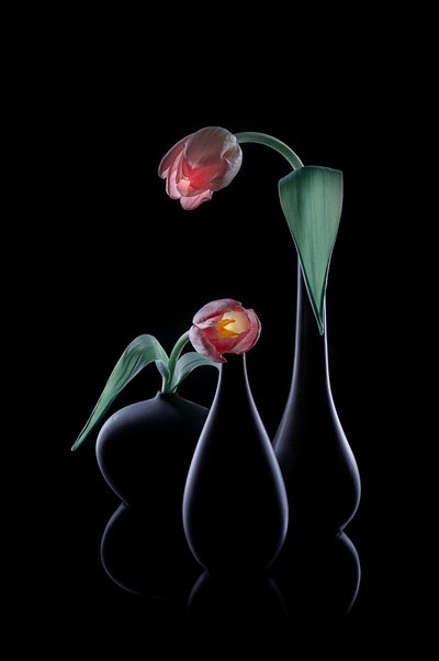 Elegante, stralende tulpen door Lydia Jacobs