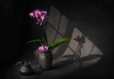 Schaduwrijke orchideeënelegantie door Lydia Jacobs