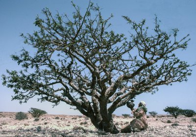 Man verzamelt de wierookhars van een Boswellia-boom in Oman door Lynn Abercrombie