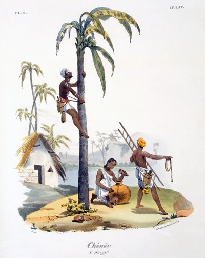 Een man van de Nadar-kaste die een palmboom beklimt, 1827-35 door M.E. Burnouf