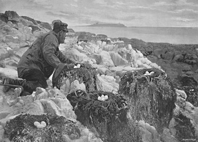 Aalscholvernesten, Farne-eilanden, ca. 1896 door M. Aunty