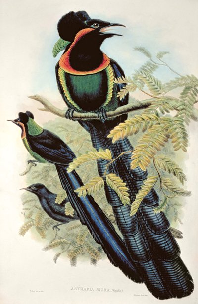Arfak Astrapia, Astrapia Nigra - Paradijsvogel door M. Hart