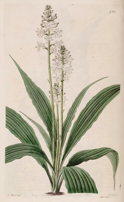 Illustratie van Calanthe triplicata (als syn. Calanthe veratrifolia) (plant) door M. Hart