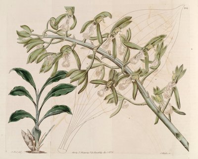 Illustratie van Catasetum cristatum door M. Hart