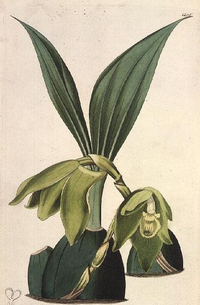 Orchidee: Maxillaria ciliaris, door M. Hart, gepubliceerd door I. Ridgway door M. Hart