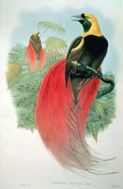 Paradisaea Raggiana door M. Hart