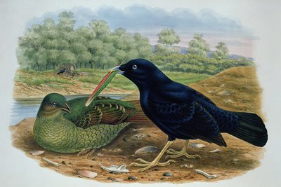 Ptilonorhyncus Violaceus, Satijnen Prieelvogel door M. Hart