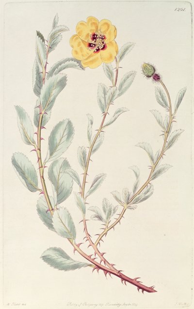 Roos: Perzisch uit het Botanisch Register, gepubliceerd 1829 door M. Hart