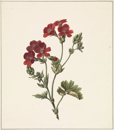 Rode bloem door M. de Gijselaar