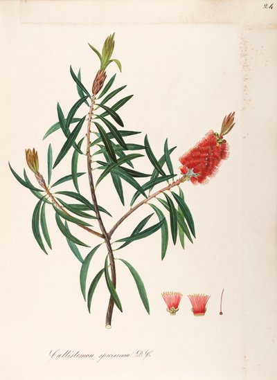 Albany Bottlebrush (Callistemon speciosum DC), Myrtaceae, Struik met blijvende bladeren, inheems in Australië door Maddalena Lisa Mussino