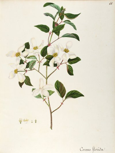 Bloeihondhout (Cornus florida), Cornaceae, kleine boom of struik inheems in Noord-Amerika door Maddalena Lisa Mussino