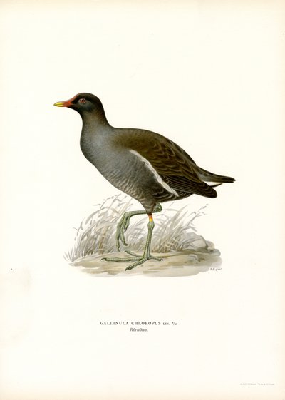 Waterhoen (kleur litho) door Magnus Ferdinand and Wilhelm von Wright
