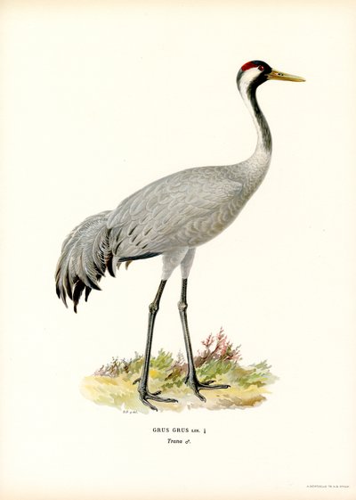 Kraanvogel door Magnus Ferdinand and Wilhelm von Wright