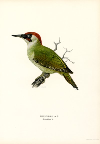 Groene specht door Magnus Ferdinand and Wilhelm von Wright