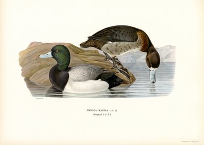 Amerikaanse Tafeleend door Magnus Ferdinand and Wilhelm von Wright