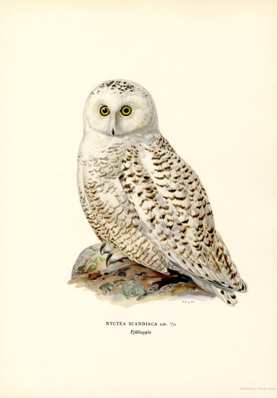 Sneeuwuil door Magnus Ferdinand and Wilhelm von Wright