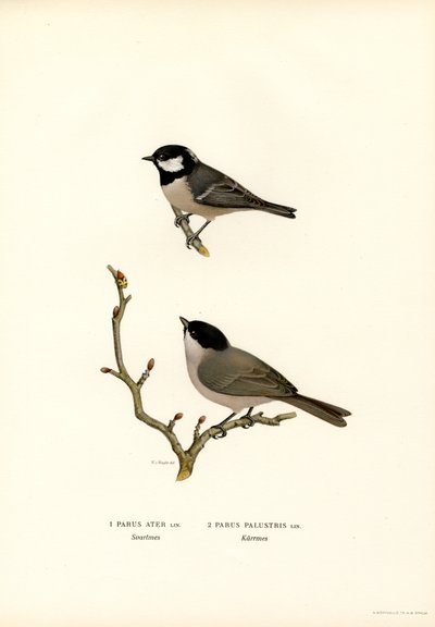 Zwarte Mees door Magnus Ferdinand and Wilhelm von Wright