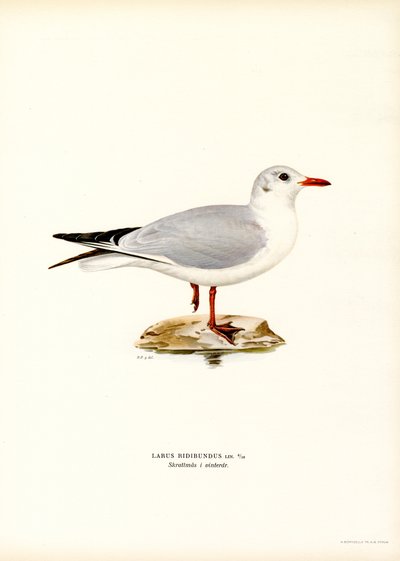 Zwartkopmeeuw (kleur litho) door Magnus Ferdinand and Wilhelm von Wright