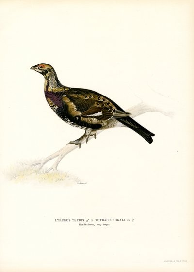 Korhoen x Auerhoen door Magnus Ferdinand and Wilhelm von Wright