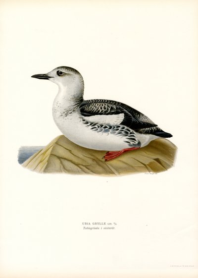 Zwarte Zeekoet (kleur litho) door Magnus Ferdinand and Wilhelm von Wright
