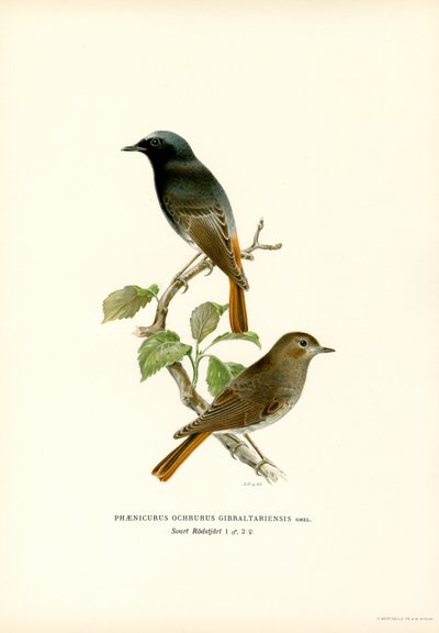 Zwarte roodstaart door Magnus Ferdinand and Wilhelm von Wright