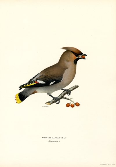 Pestvogel door Magnus Ferdinand and Wilhelm von Wright