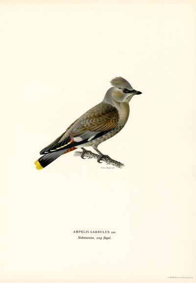 Pestvogel door Magnus Ferdinand and Wilhelm von Wright