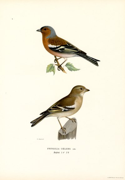 Vink door Magnus Ferdinand and Wilhelm von Wright