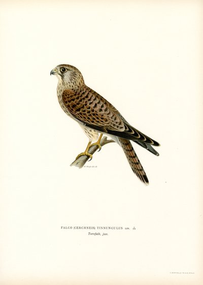 Torenvalk (kleur litho) door Magnus Ferdinand and Wilhelm von Wright