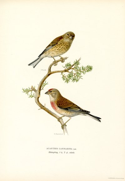 Kneu door Magnus Ferdinand and Wilhelm von Wright