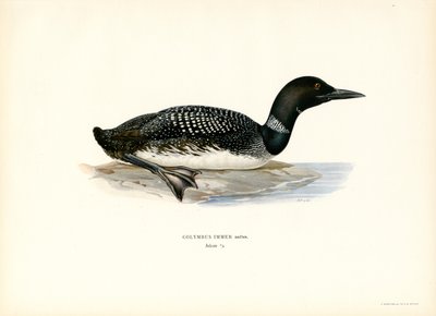 IJsduiker door Magnus Ferdinand and Wilhelm von Wright