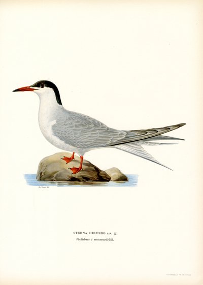 Visdief (kleur litho) door Magnus Ferdinand and Wilhelm von Wright