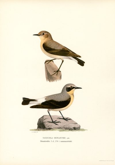 Tapuit door Magnus Ferdinand and Wilhelm von Wright