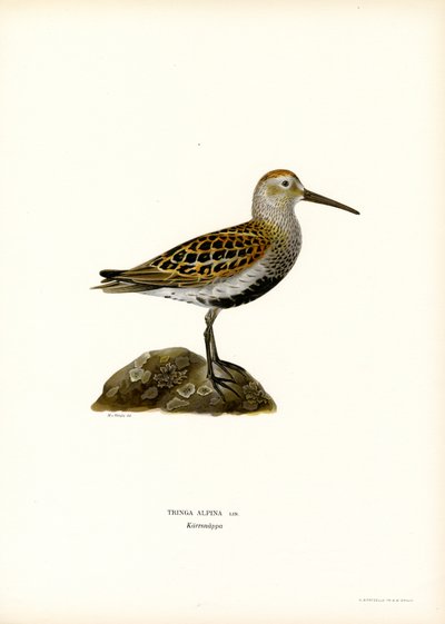 Bonte Strandloper door Magnus Ferdinand and Wilhelm von Wright