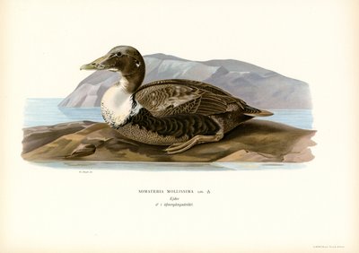 Eider door Magnus Ferdinand and Wilhelm von Wright