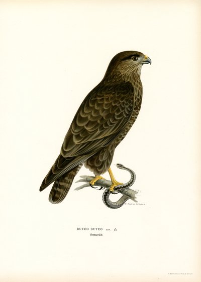 Buizerd (kleur litho) door Magnus Ferdinand and Wilhelm von Wright
