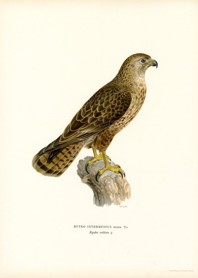 Buizerd door Magnus Ferdinand and Wilhelm von Wright