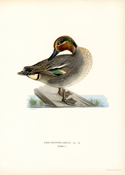 Wintertaling door Magnus Ferdinand and Wilhelm von Wright