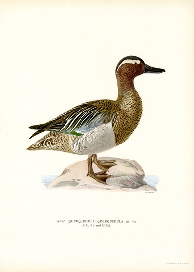 Zomertaling door Magnus Ferdinand and Wilhelm von Wright