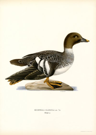 Brilduiker door Magnus Ferdinand and Wilhelm von Wright