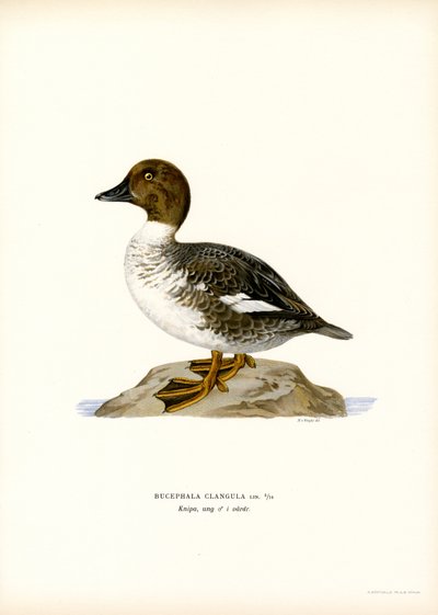 Brilduiker door Magnus Ferdinand and Wilhelm von Wright