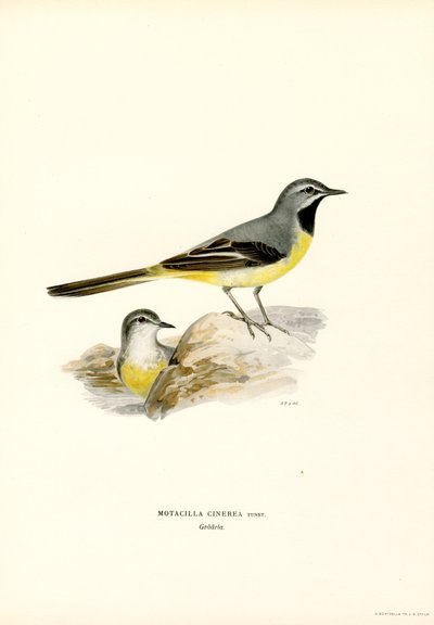Grote gele kwikstaart door Magnus Ferdinand and Wilhelm von Wright