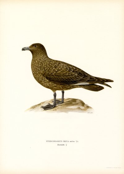 Grote Jager door Magnus Ferdinand and Wilhelm von Wright