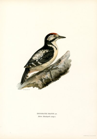 Grote Bonte Specht door Magnus Ferdinand and Wilhelm von Wright